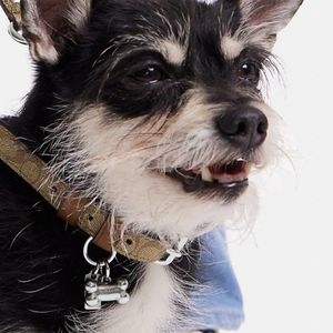 Coach dog collar & leash